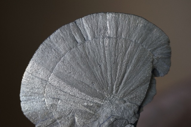 パイライトサン Pyrite Sun 621