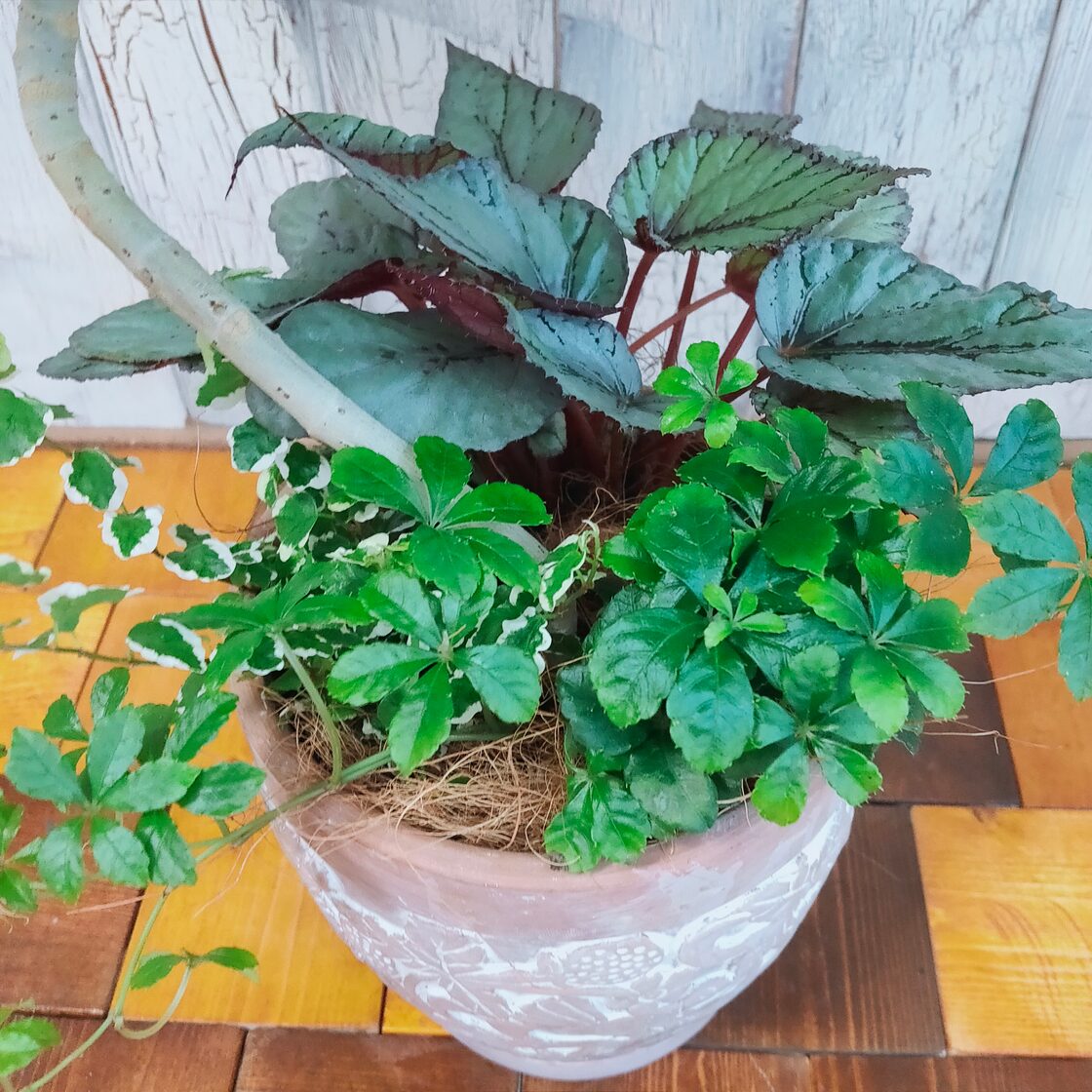観葉植物】ウンベラータ 曲げ 寄植え 受皿付 | PAY ID
