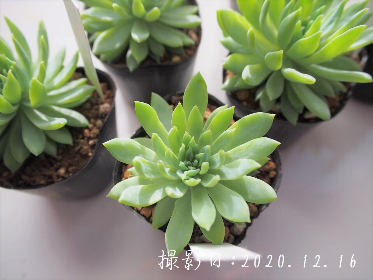 多肉植物 ファンファーレ セデベリア属 いとうぐりーん 産直苗 2号 多肉植物とガーデン雑貨 Macherie マシェリ