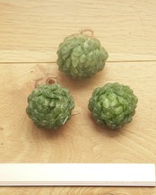 カット苗 ハオルチア エメラルドLED錦 Haworthia 'Emerald LED Variegated'