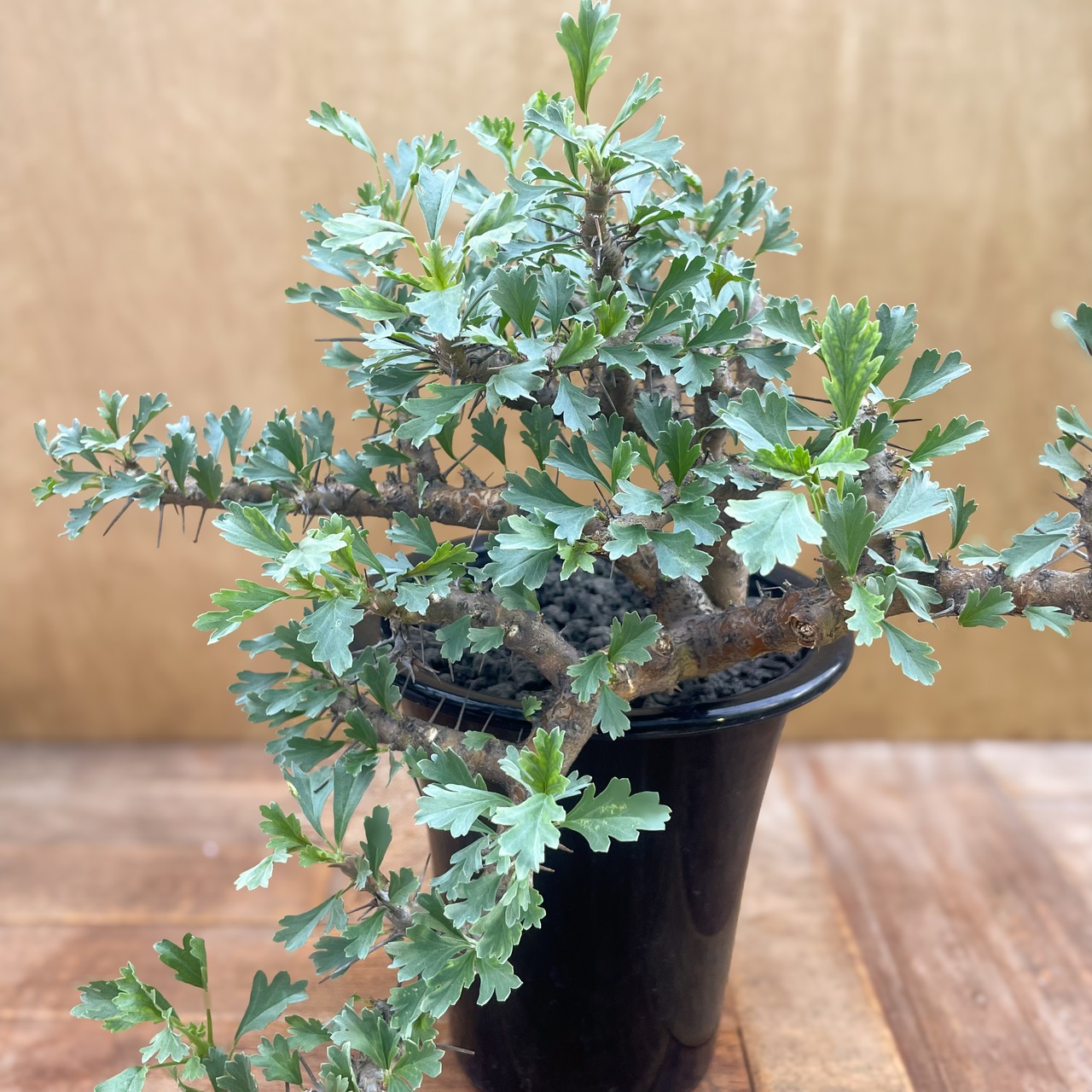 Sarcocaulon ciliatum【サルコカウロン・キリアツム】