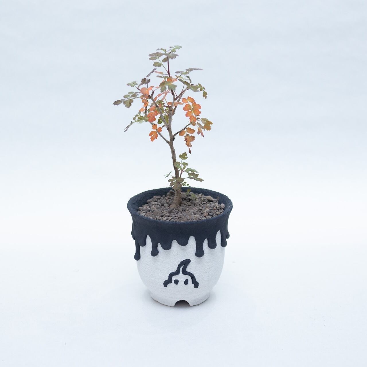 left botanical | 青坊主-aobouzu-