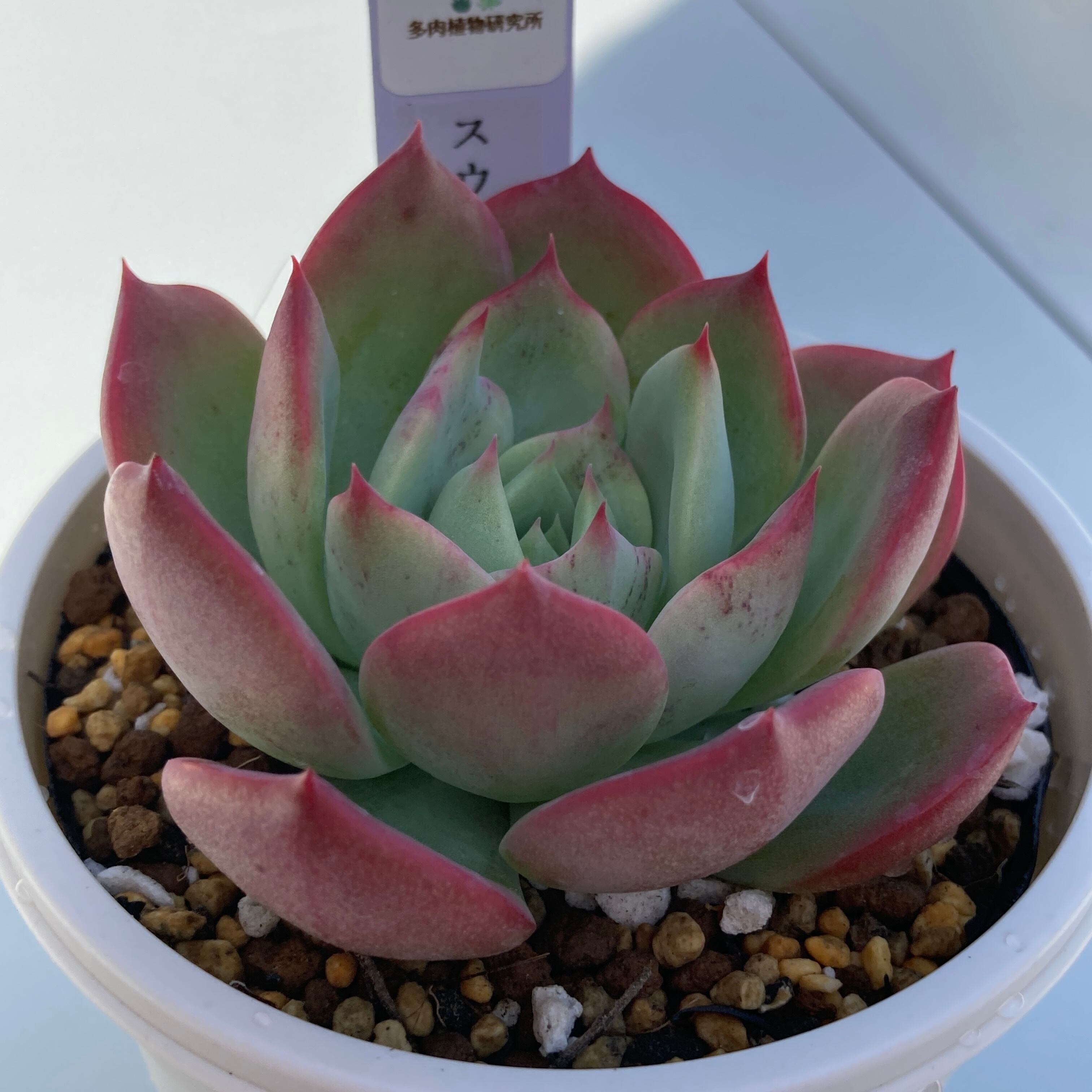 現物商品】スウィートプリンセス | 多肉植物研究所 現物商品】スウィートプリンセス | 多肉植物研究所