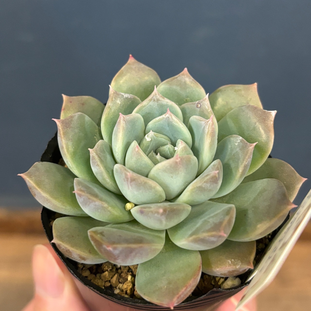 farmPALKさん苗 エケベリア (リンゼアナ × コロラータ) × ヒアリナアウラルルコ【821】