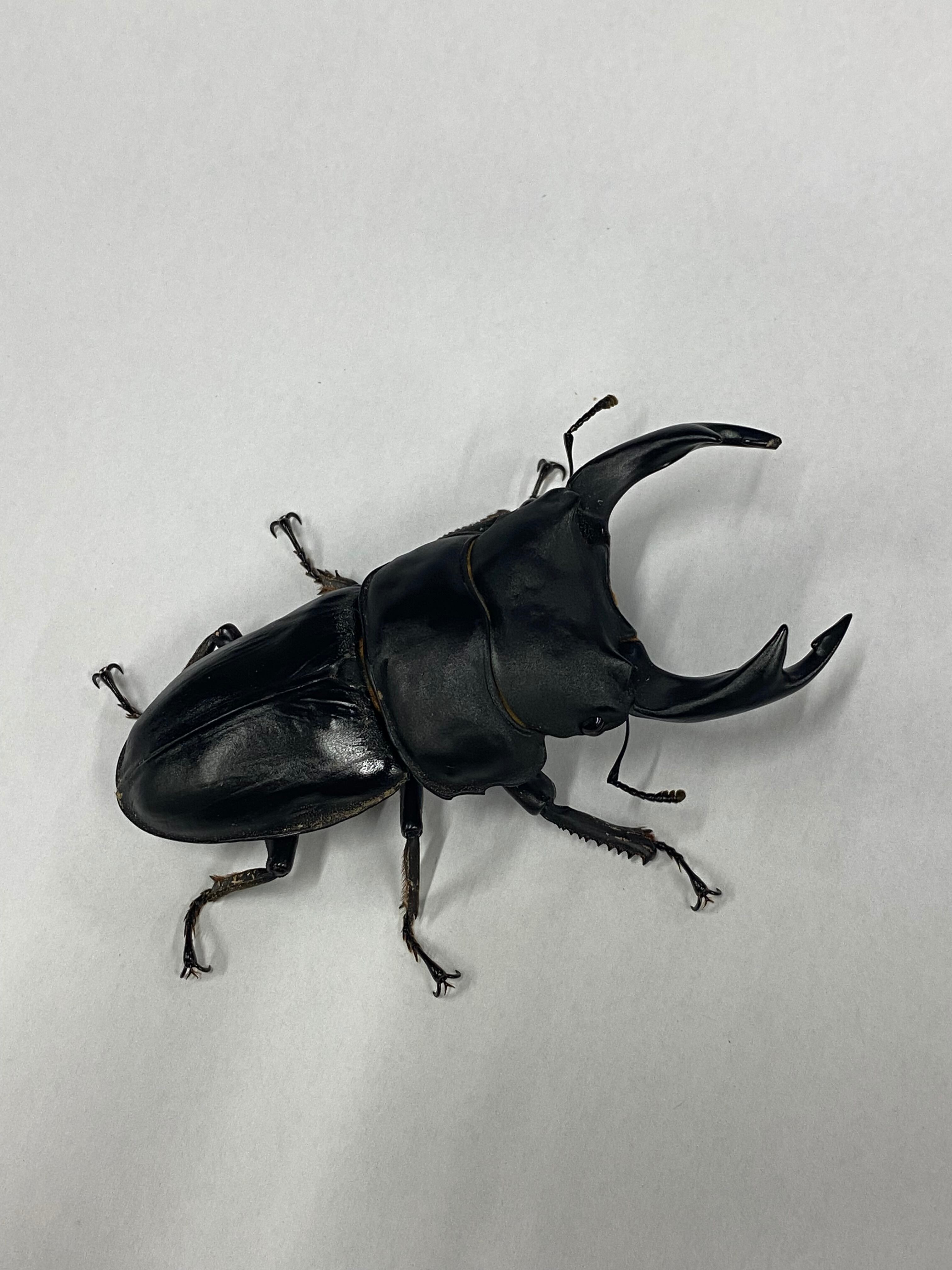 能勢YG オオクワガタ幼虫 ※画像より数頭売れて減っていますので必ず 