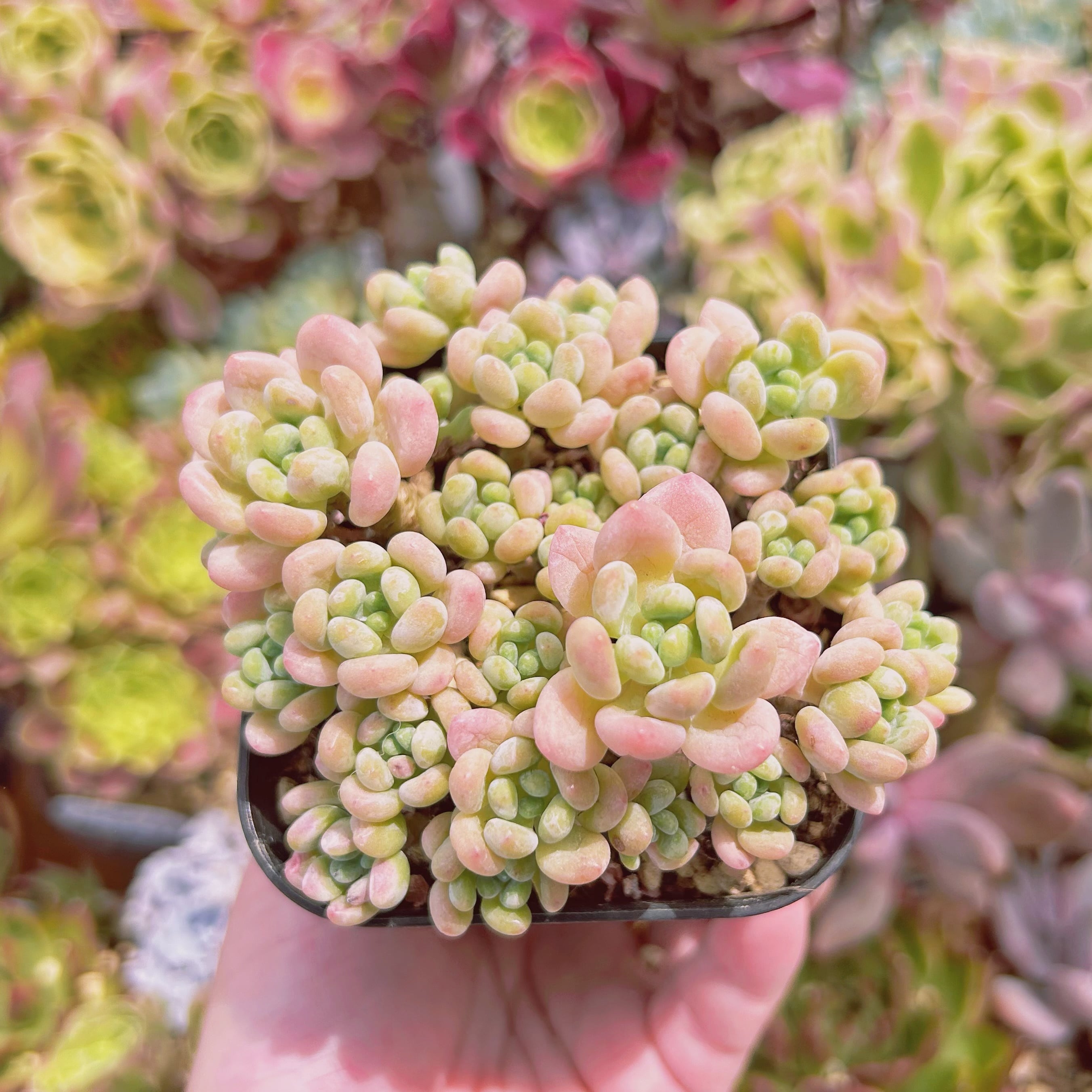 #530現物　多肉植物　ロココ　特大　抜き苗