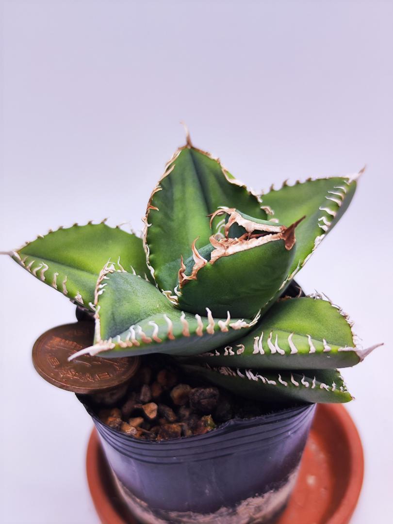 アガベ チタノタ SAD 選抜株 子株付き 南アフリカダイアモンド 特選