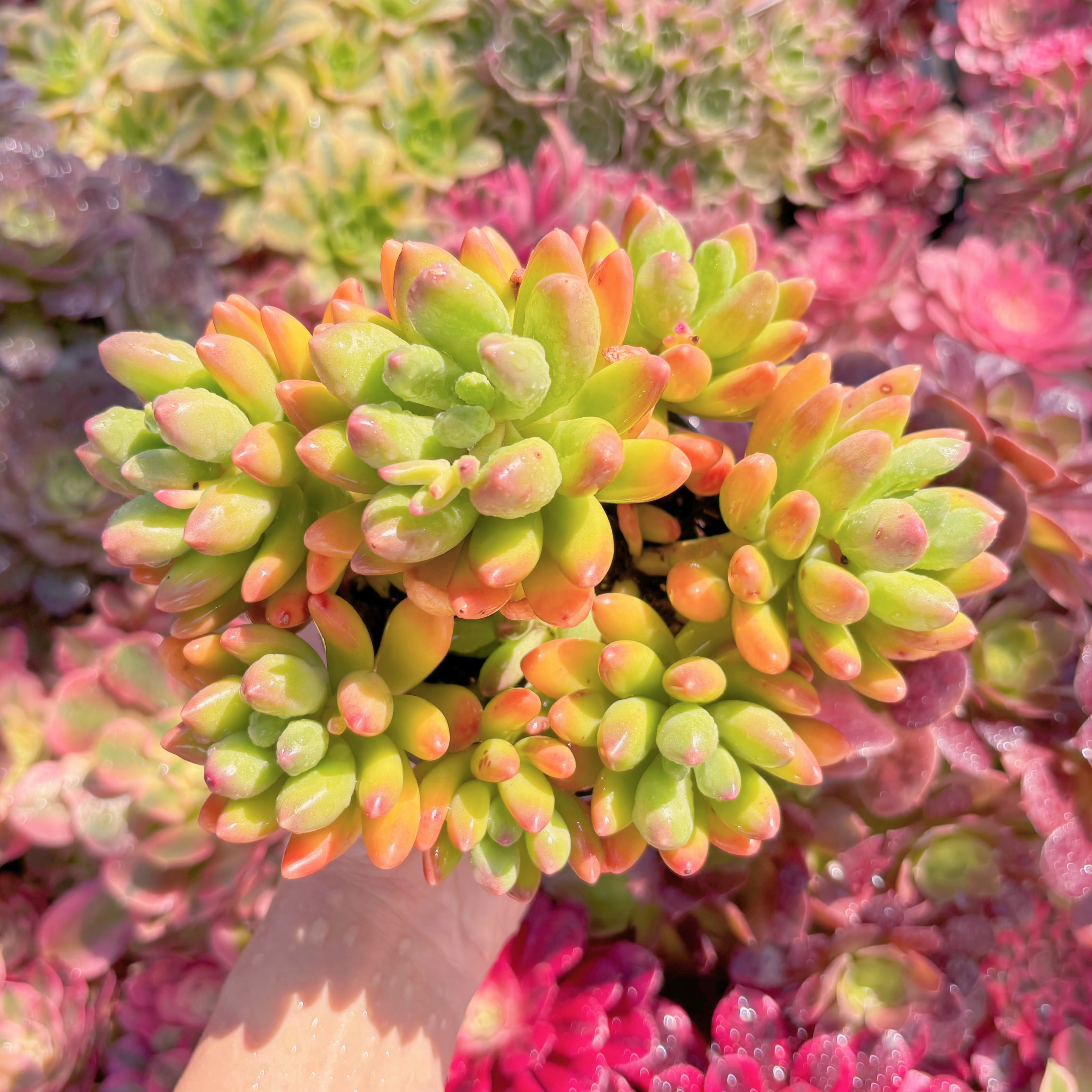 現品　マンゴーミルク#028　大群生　美苗　希少　新入荷　るる農園