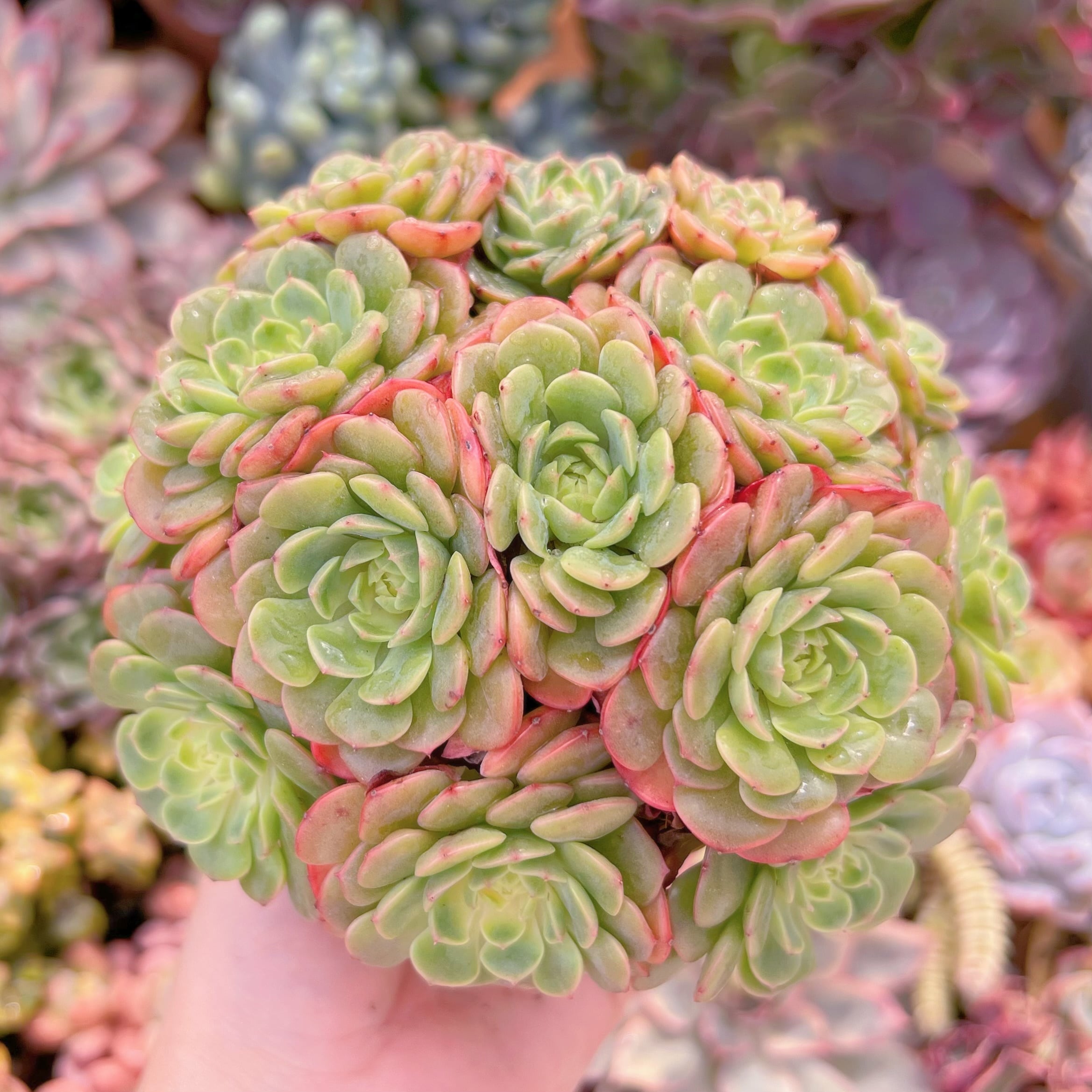 現品　ピンクバブル#623　大群生　るる農園