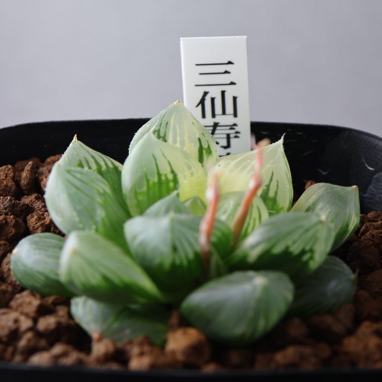 ハオルチア 三仙寿錦 635『ハオルチア 三仙寿錦』観葉植物【送料無料】 | MARX PLANTS