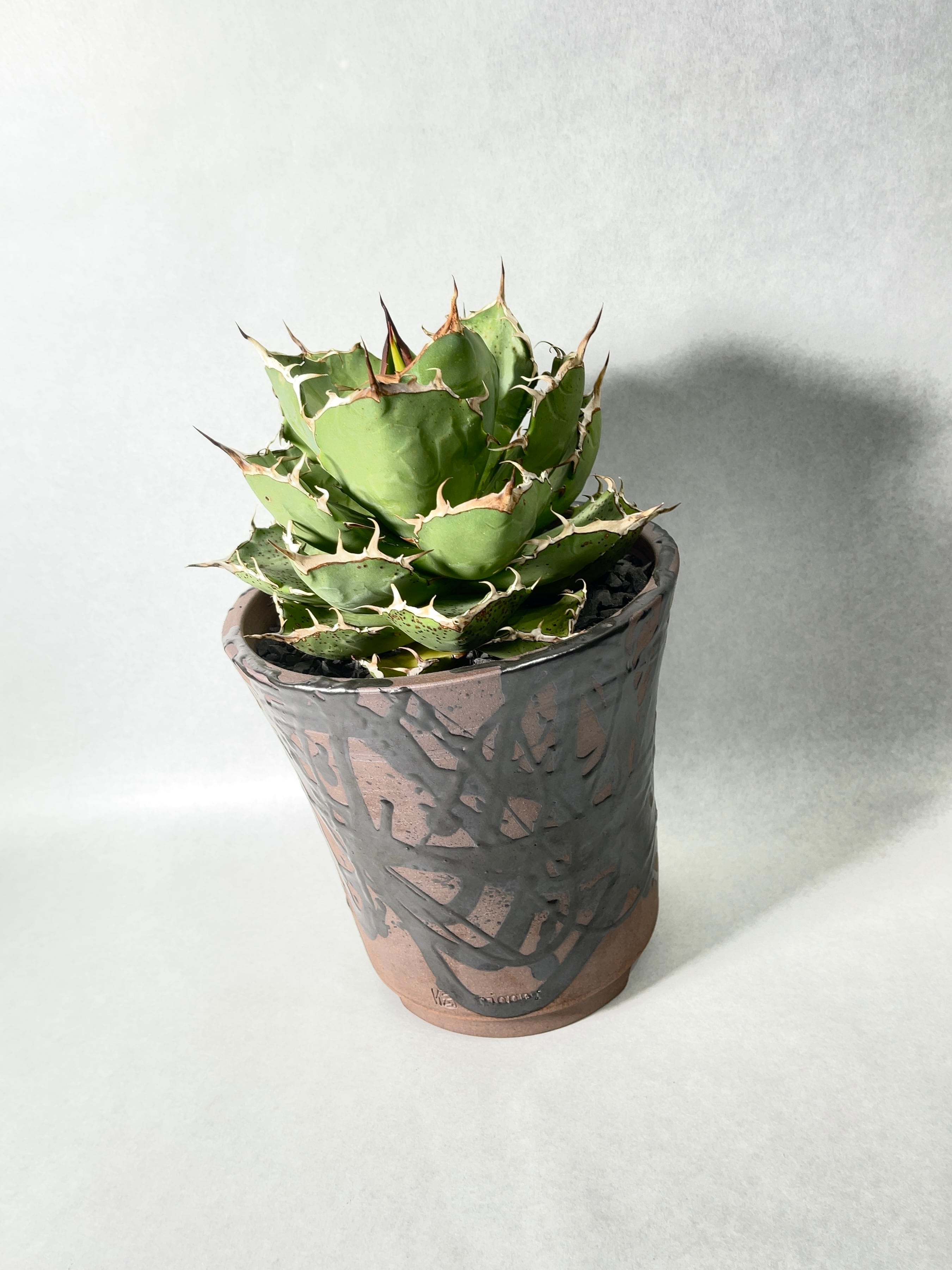 アガベ・強刺fo-76 | trigger