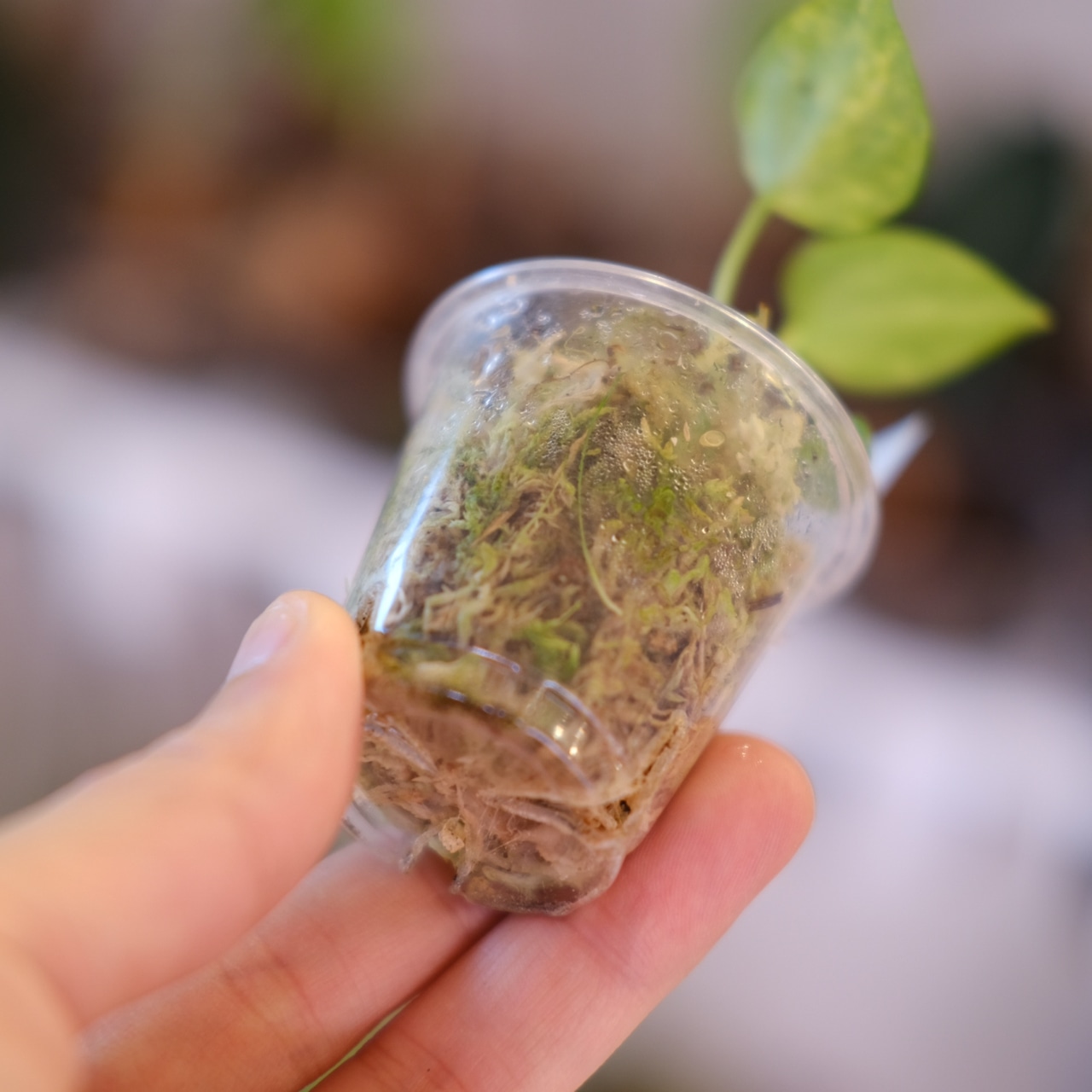 Anthurium (Papililaminum variegated × Crystallinum marble) × (Dressleri × X-Ray)②|実生アンスリウム|観葉植物