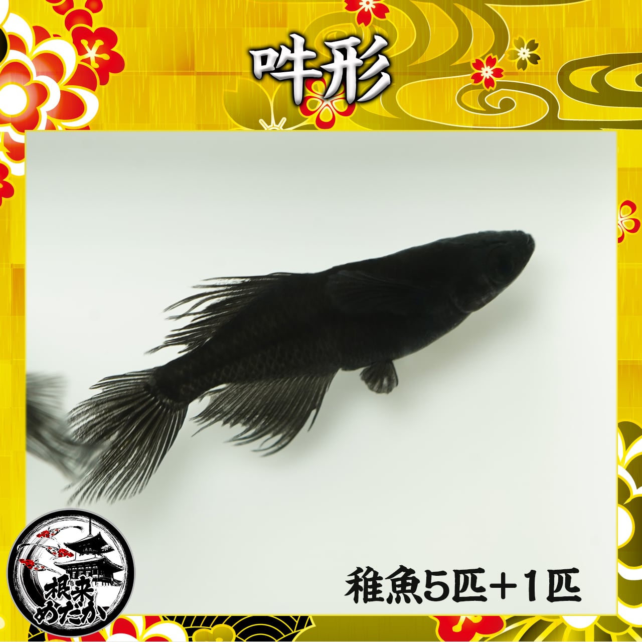 【5匹＋補償1匹】吽形