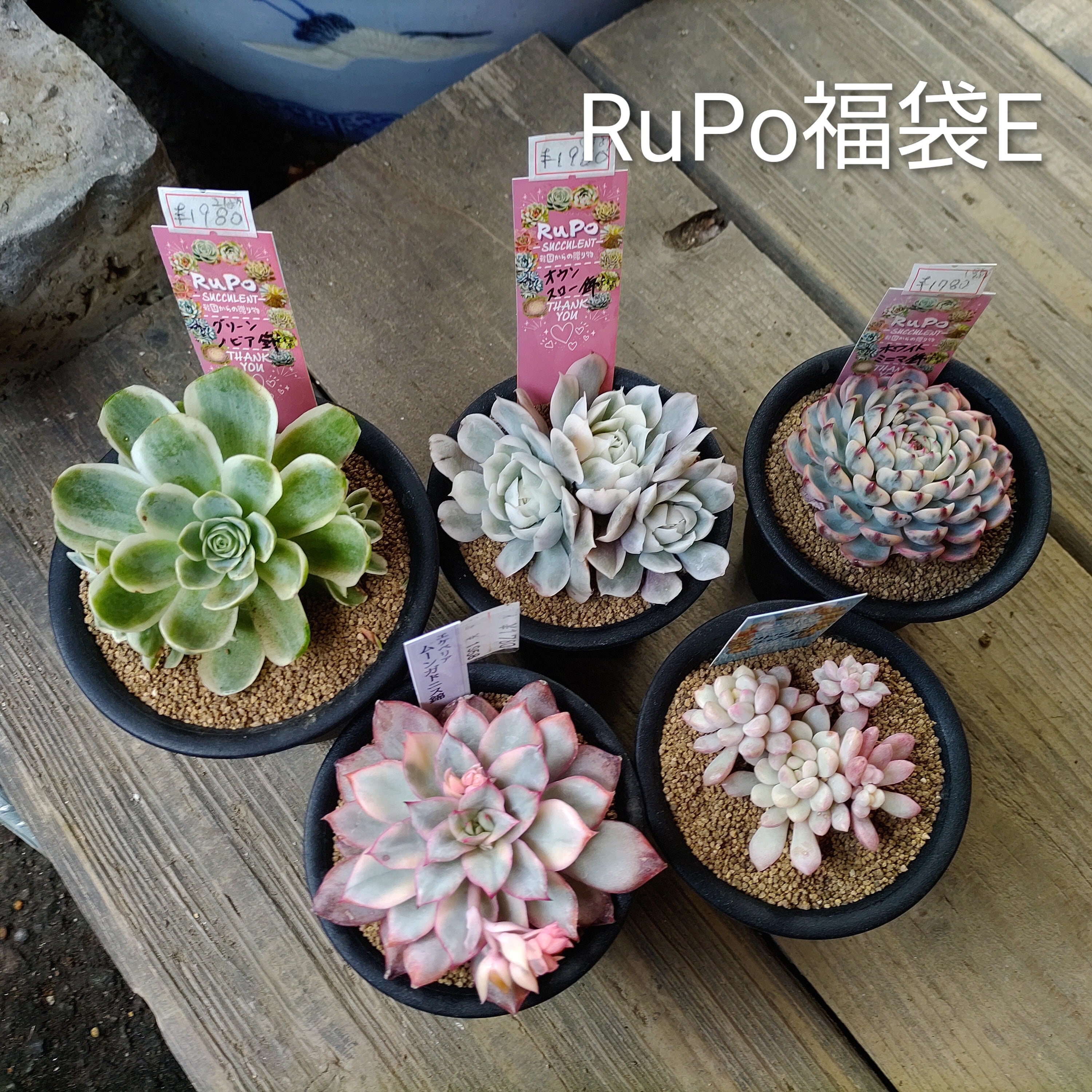 錦 | RuPo 多肉植物専門店