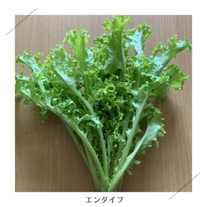 <クール便・金曜日発送＞【小さいサイズ】季節のお野菜セット