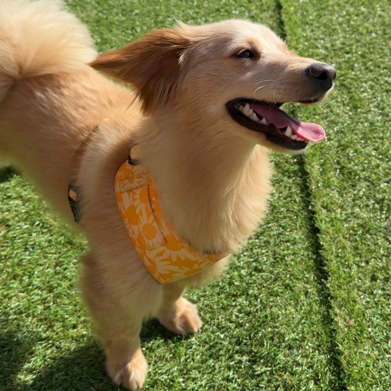 ドッグハーネス Sunny - 5