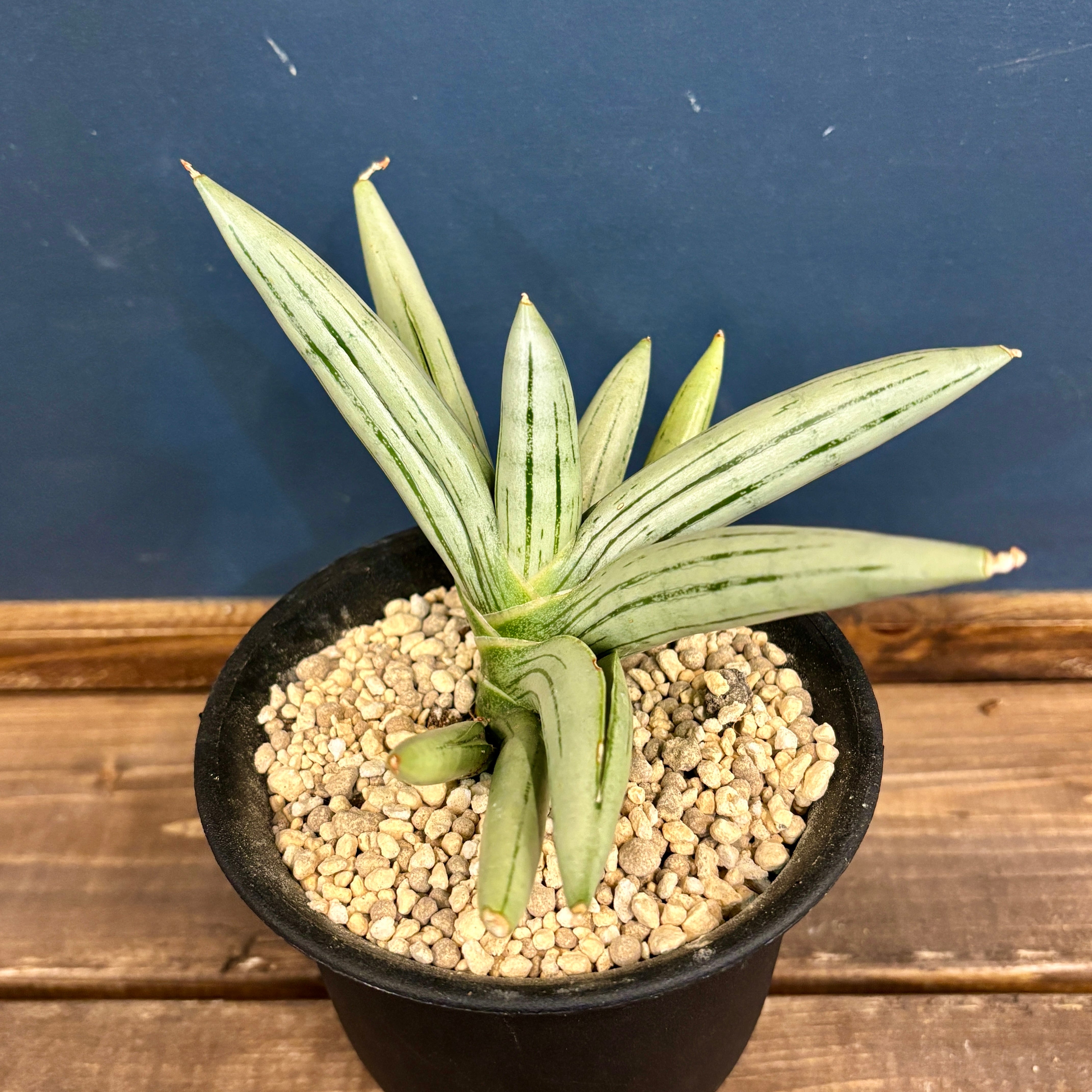 サンスベリア(サンセベリア) アイスマン【270】 | PROTOLEAF プロトリーフ