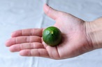 【2025年売り切れ】ヒメレモン　1kg〜10kg