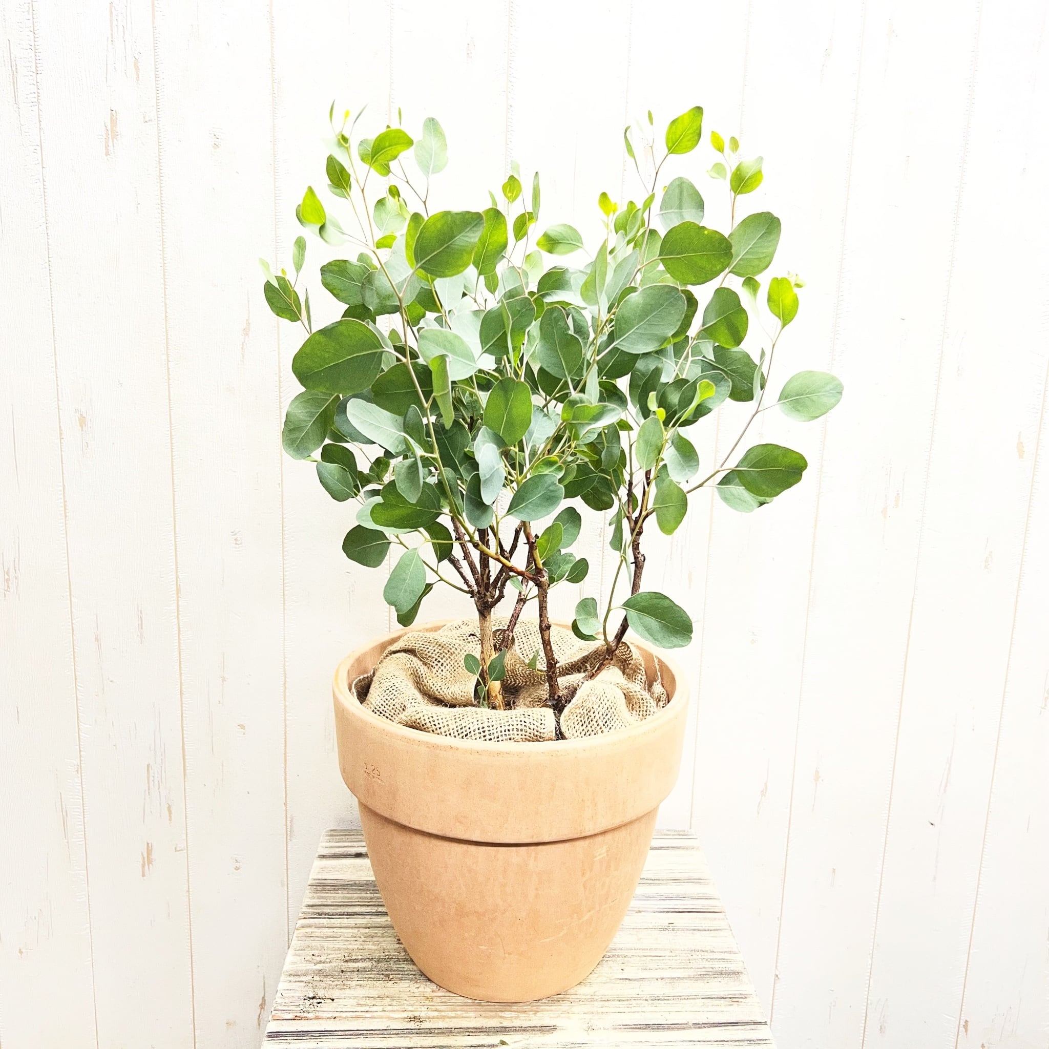 ユーカリ ポポラス テラコッタ鉢植え｜丸葉がかわいい人気品種