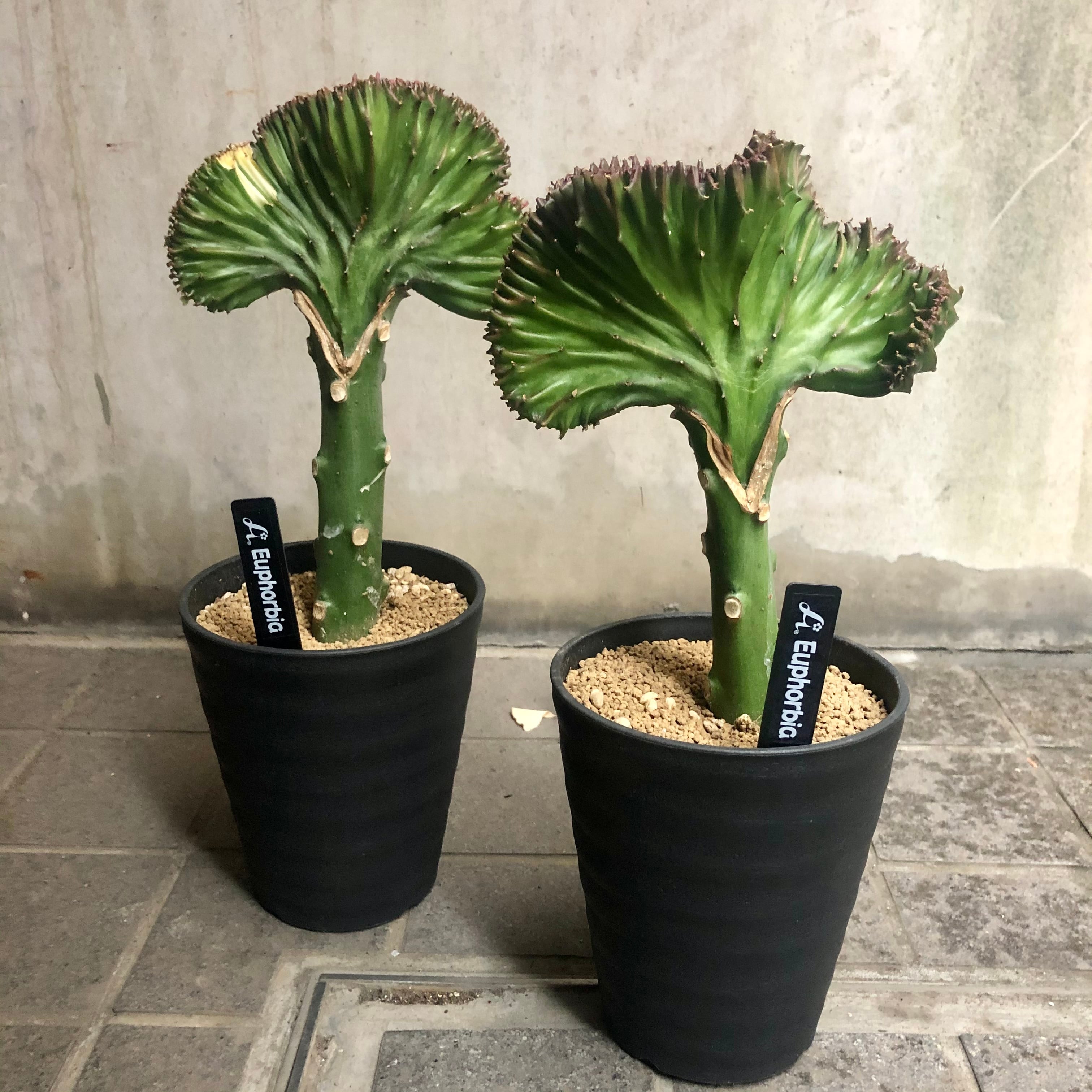 ユーホルビア ラクテア サボテン | ハルカゼフラワー