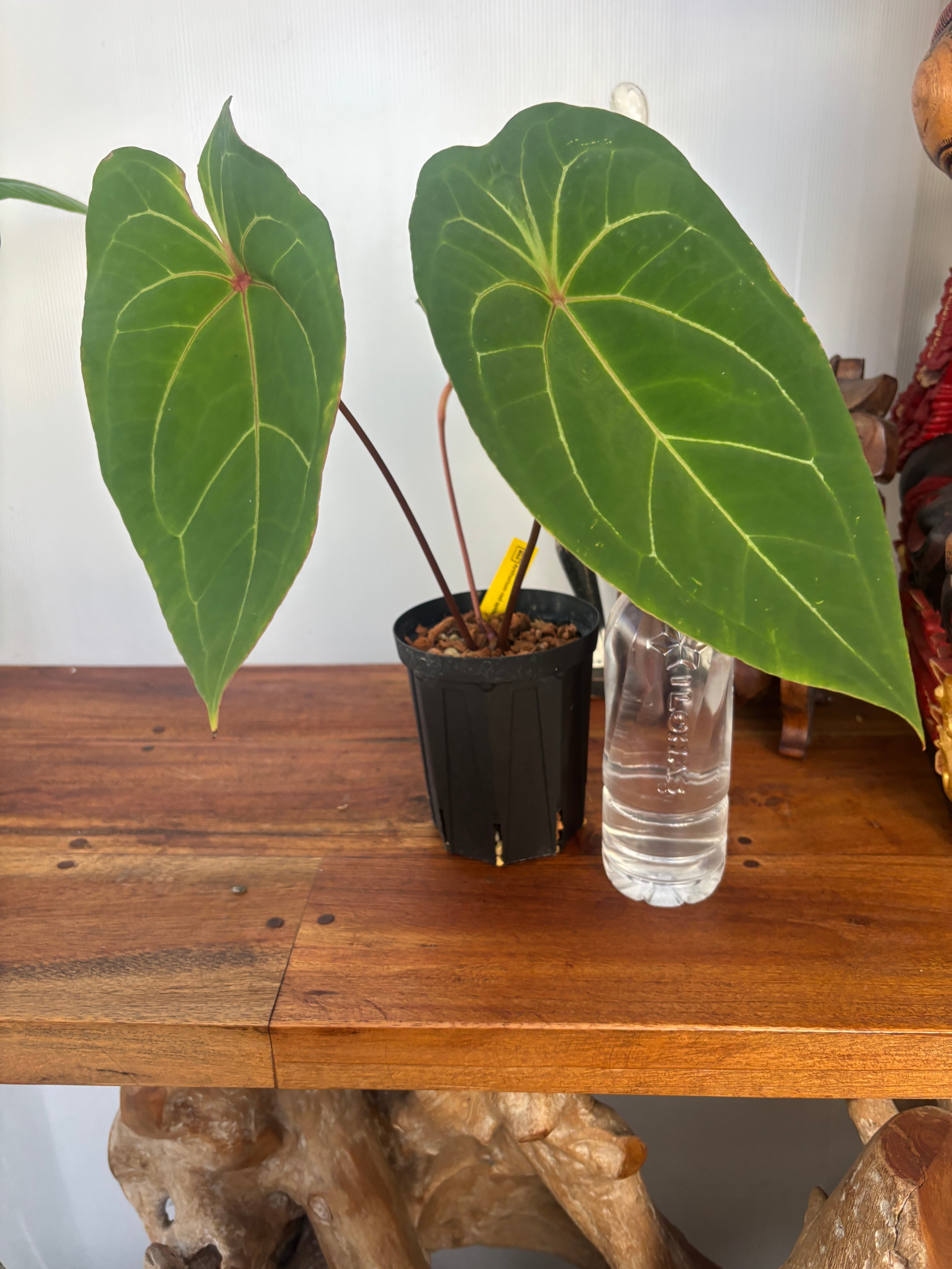 フィカス anthurium HYBRID フィカス anthurium HYBRID フィカス anthurium HYBRID Anthurium