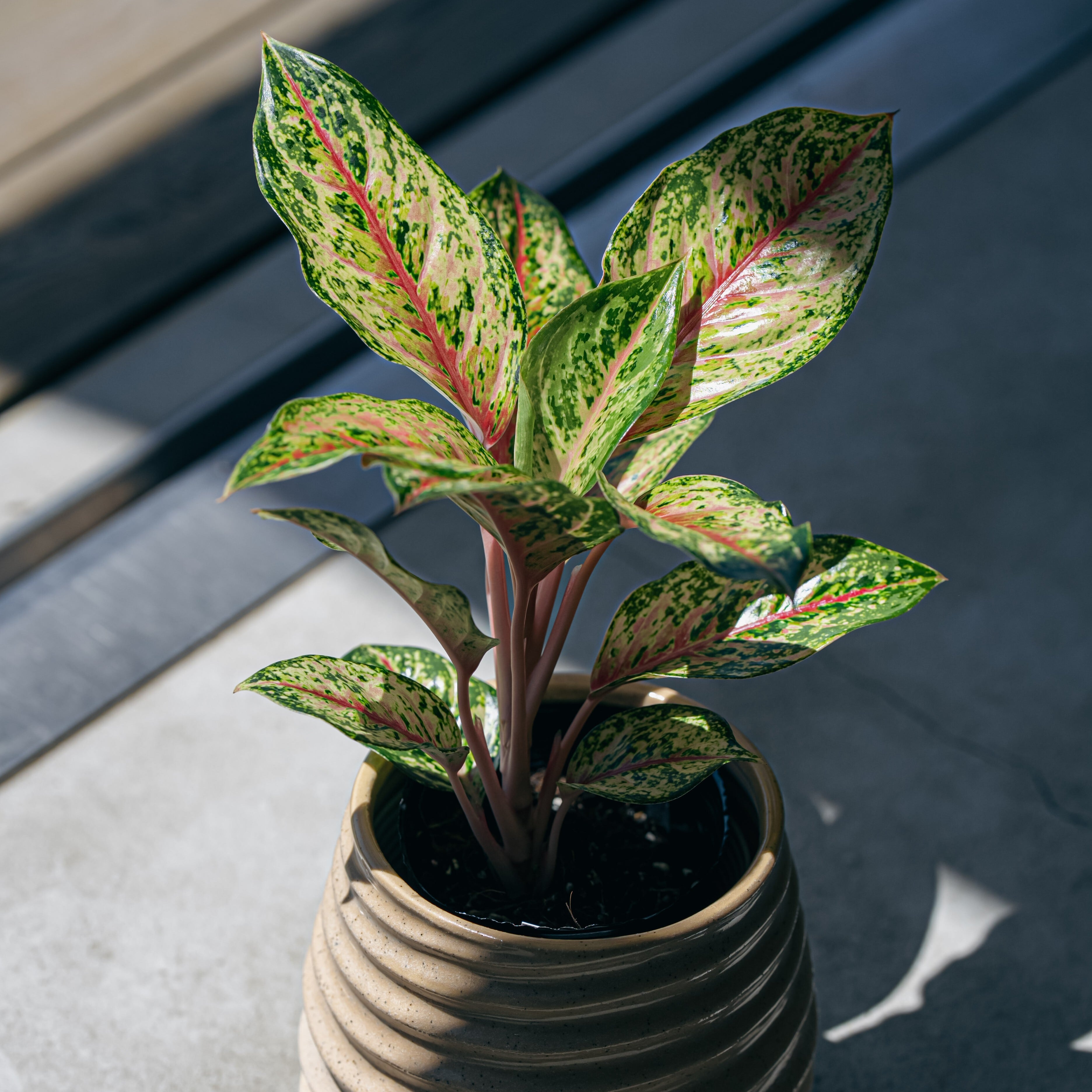 アロカシア・ロコ Alocasia 'Loco' | Plants Baka