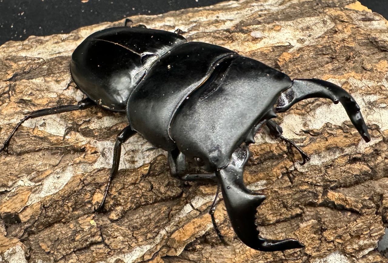 【WD】《ダイオウヒラタ 西ジャワ産 80mm ペア》