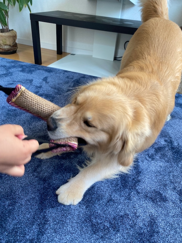 【犬用品】綱引きToy　ジュート素材　噛みかみおもちゃ　歯磨き　おもちゃ