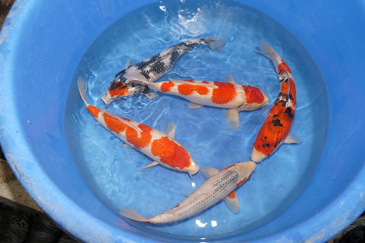 銭屋アルミ石突・ダイワ用・金色2個、巨鯉・大鯉・野鯉用 あさく