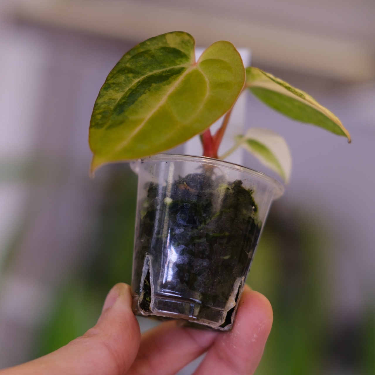 【希少】Anthurium Yellow Bell × Red Chocolate③│観葉植物