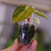 【希少】Anthurium Yellow Bell × Red Chocolate③│観葉植物