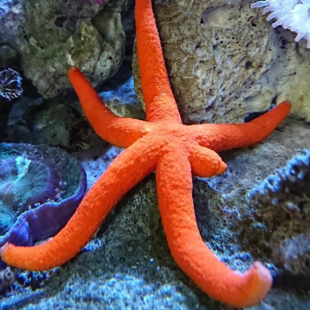 1622 外国 海外切手 中華民国 台湾 海洋生物 サンゴ ヒトデ 1622 外国 海外切手 中華民国 台湾 海洋生物 サンゴ ヒトデ