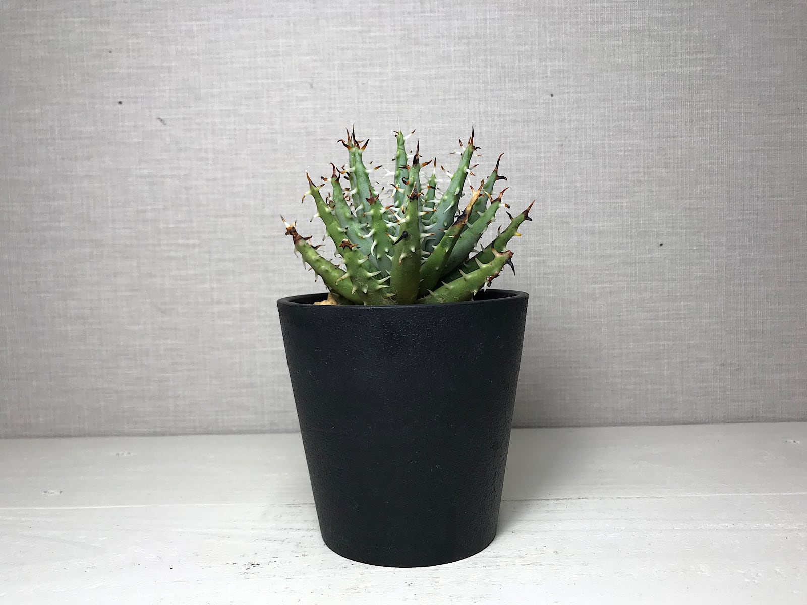 アロエ エリナケア