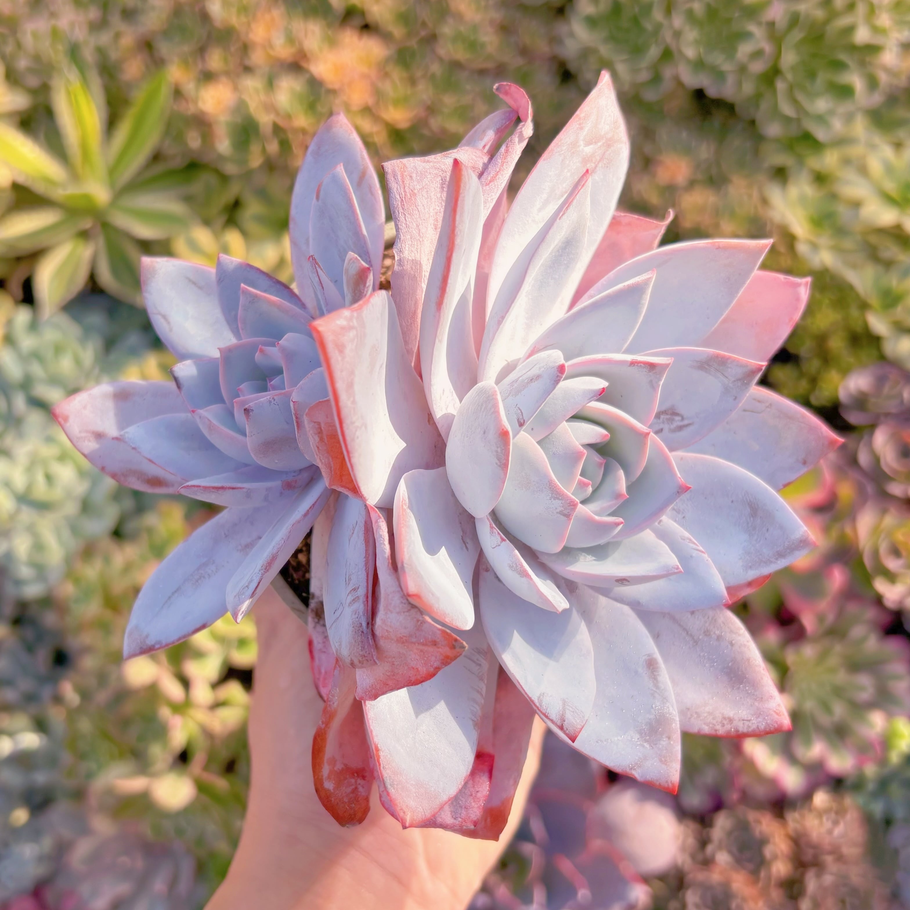 現品　白蓮#K025　大群生　るる農園