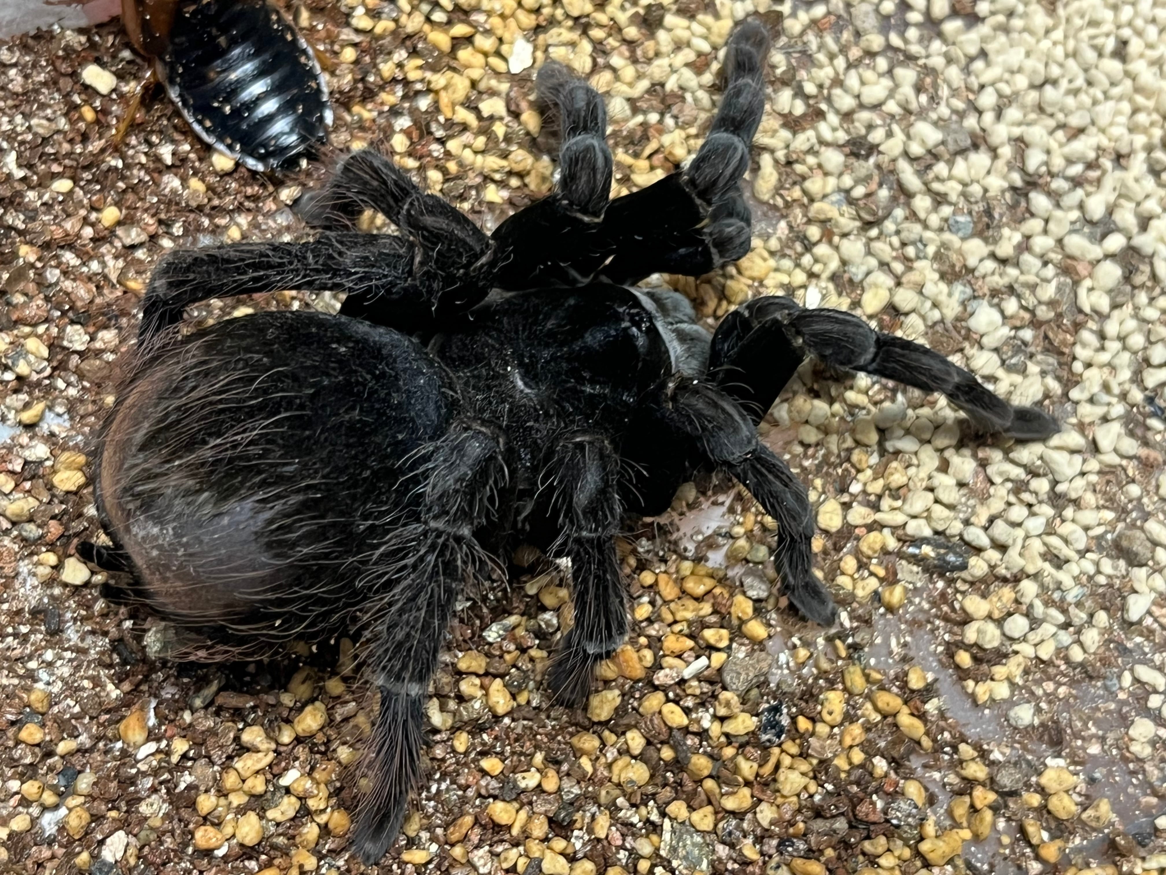 ❗️トリトリグモ タイワンアブラゼミ 他 昆虫 標本セット ❗️トリトリグモ タイワンアブラゼミ 他 昆虫 標本セット