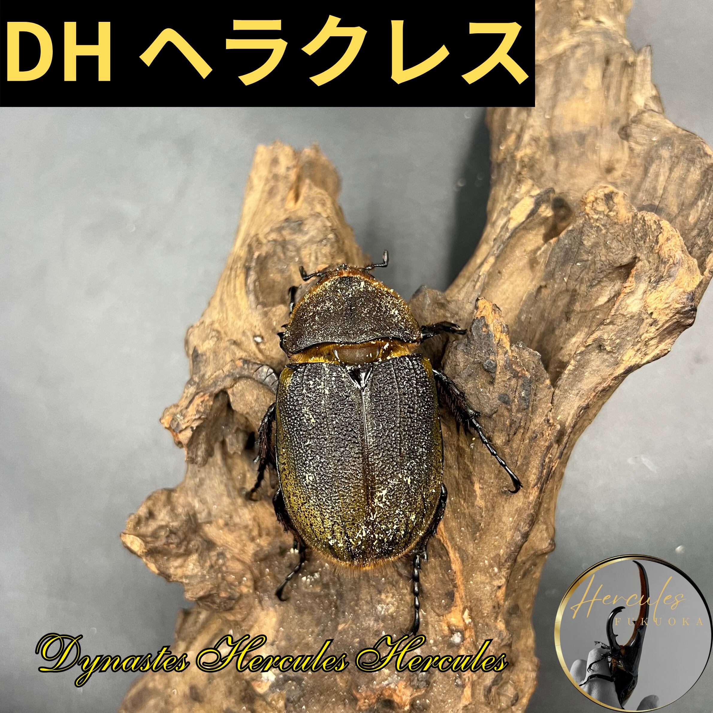 得価，新品】 DH ヘラクレス 即ブリ ♀3頭セット 後食済み 即ブリード