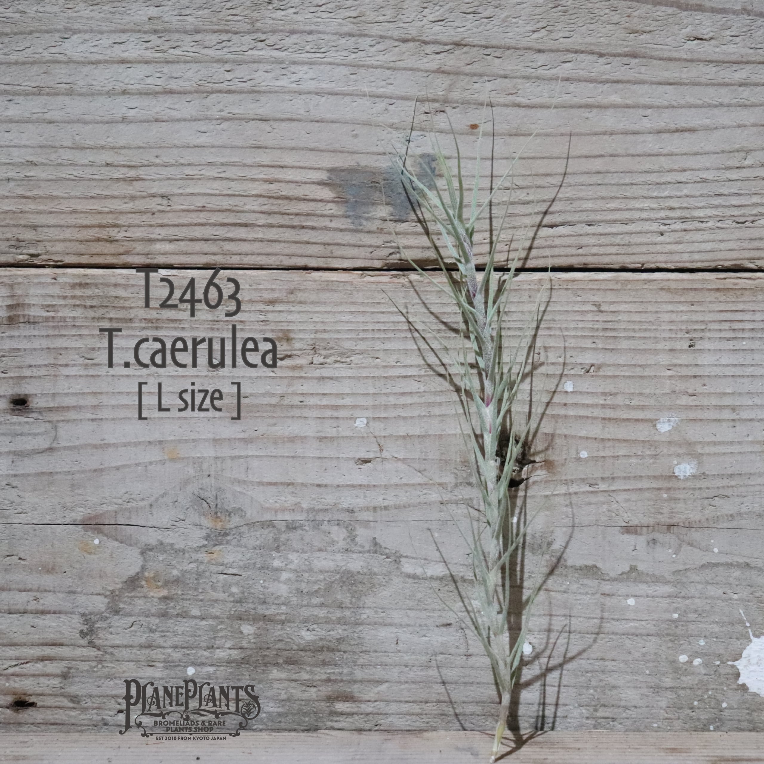 【送料無料】caerulea L〔エアプランツ〕現品発送T2463