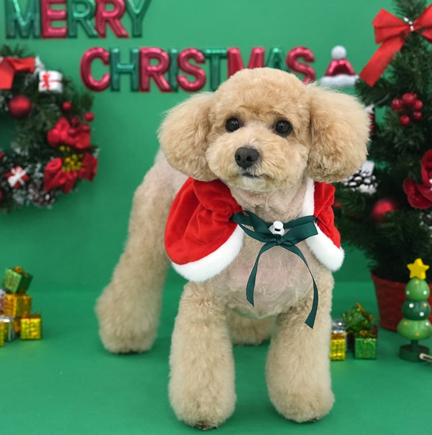 christmas manto / クリスマス マント ドッグウェア 犬の服 帽子 ケープ 冬 サンタ アウター 犬 コスプレ サンタクロース hu7