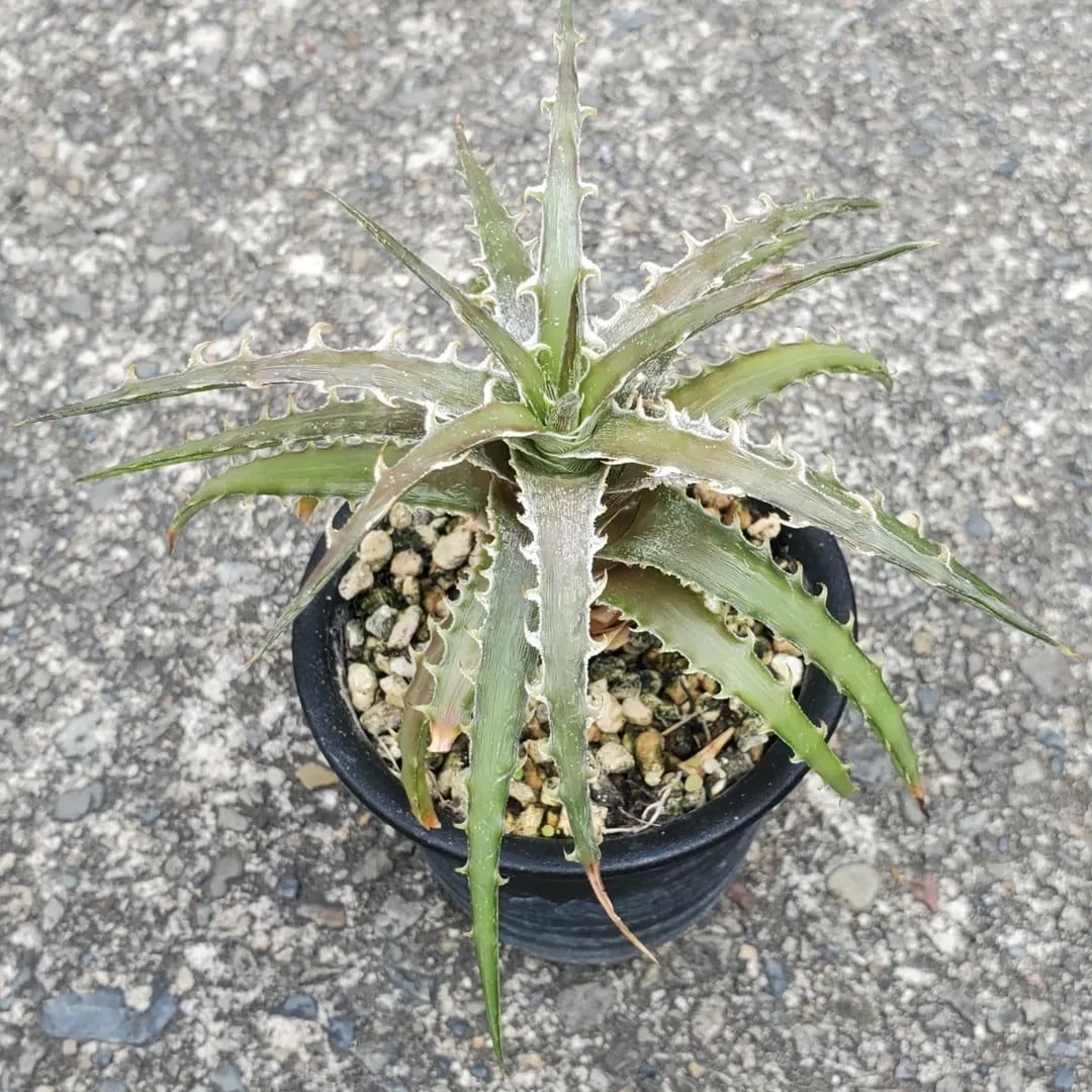 レアプランツ通販サイトPlants Maniax（プランツ・マニアックス）