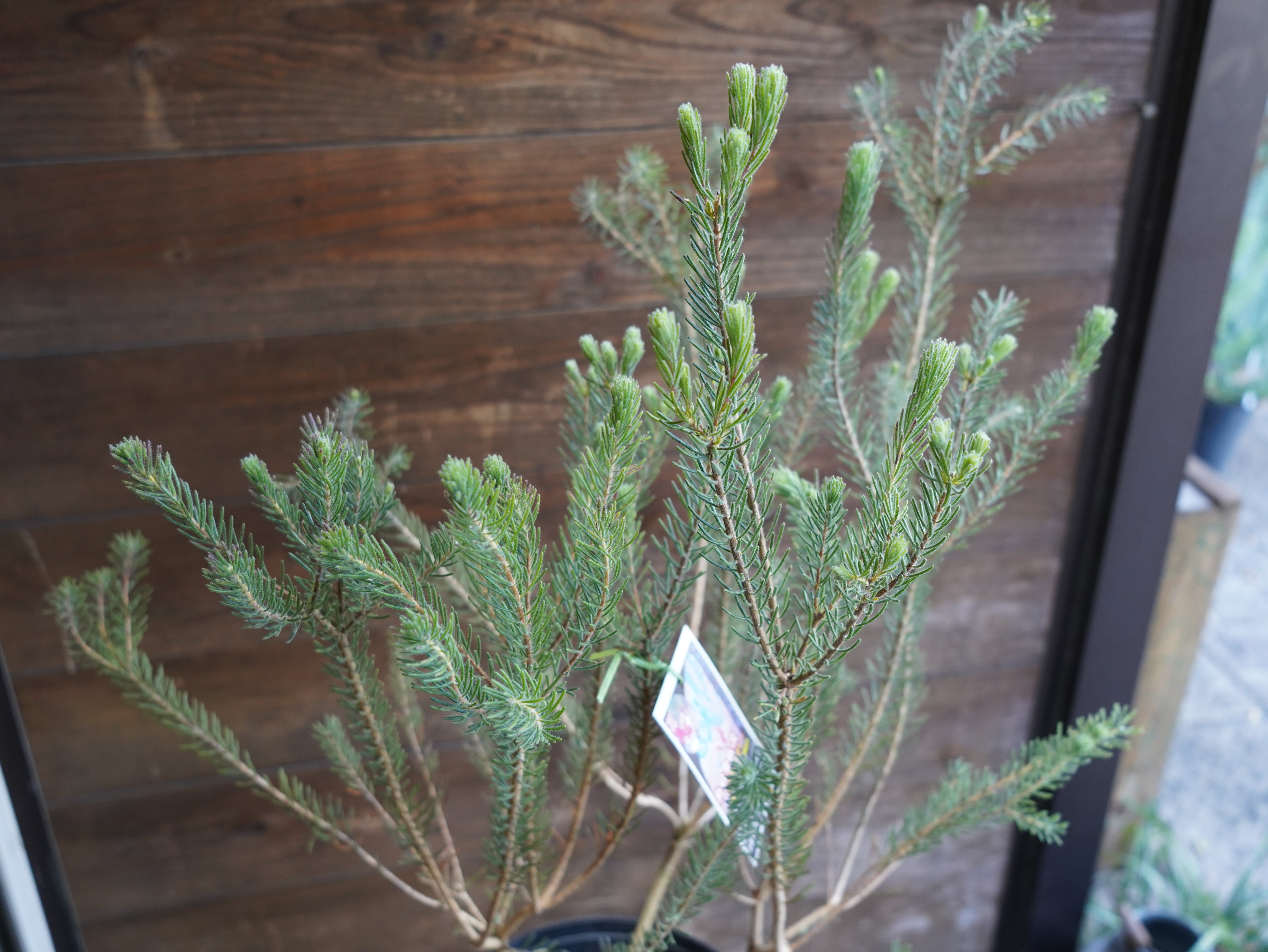 【現物】カロタムス　”ダスティーグレー”