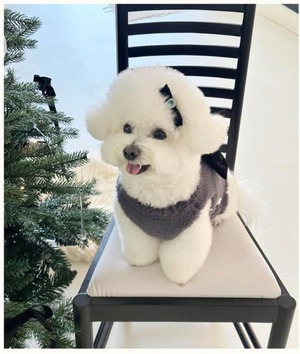 即納【bowbow】コージーシアリングベスト(チャコール)+リボンブローチ