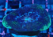 【現地買付】BowerbankiFrag "BlueGreen" 3