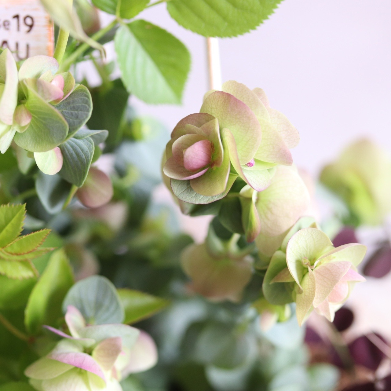 mondimanche 寄せ植え　ミニバラプリズムとシャビーポット｜届いてすぐ玄関に飾れる 　プレゼントにもオススメ　