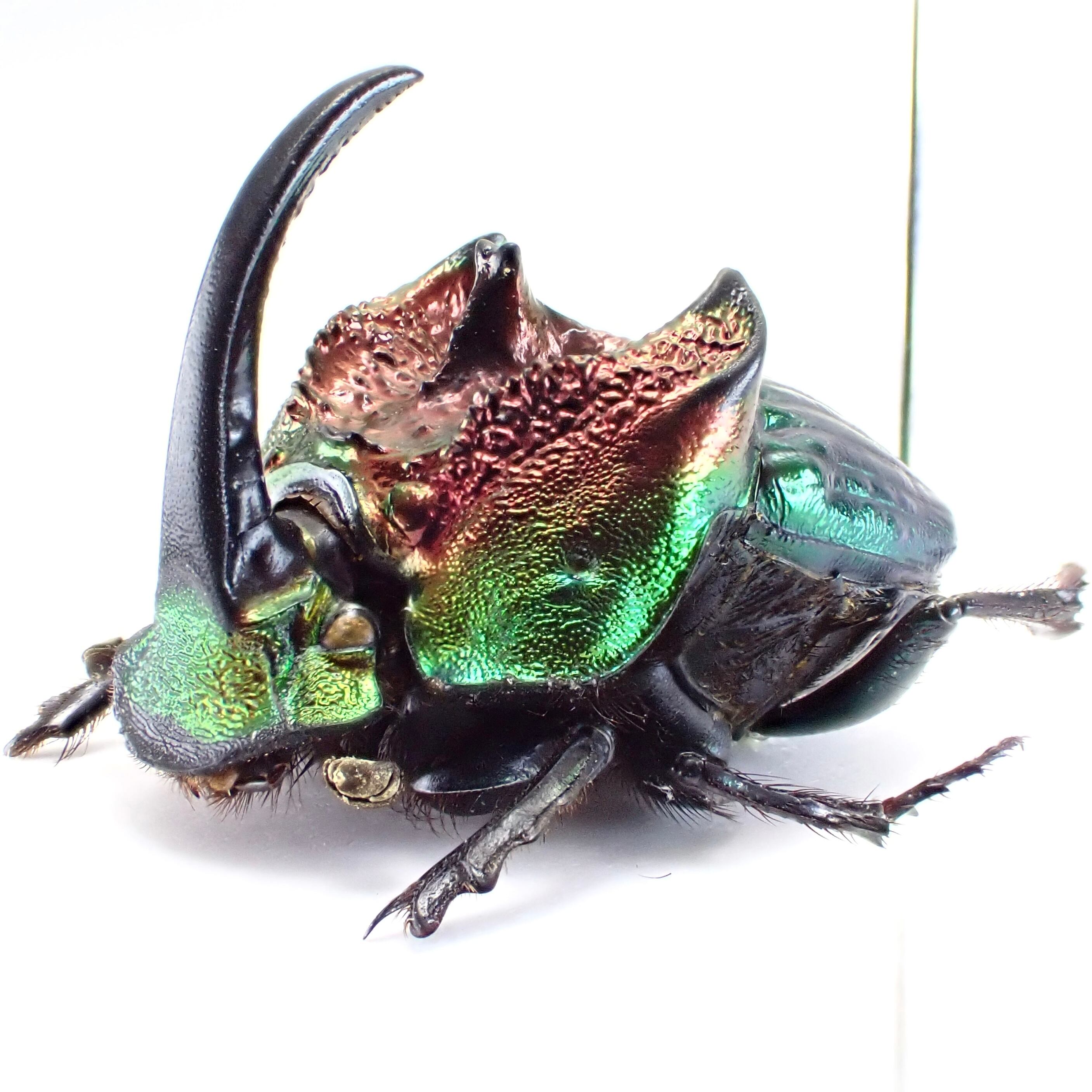 メキシコ産 Phanaeus tridens ♂♀ 15mm/16m 赤緑 | 昆虫標本 Diggers