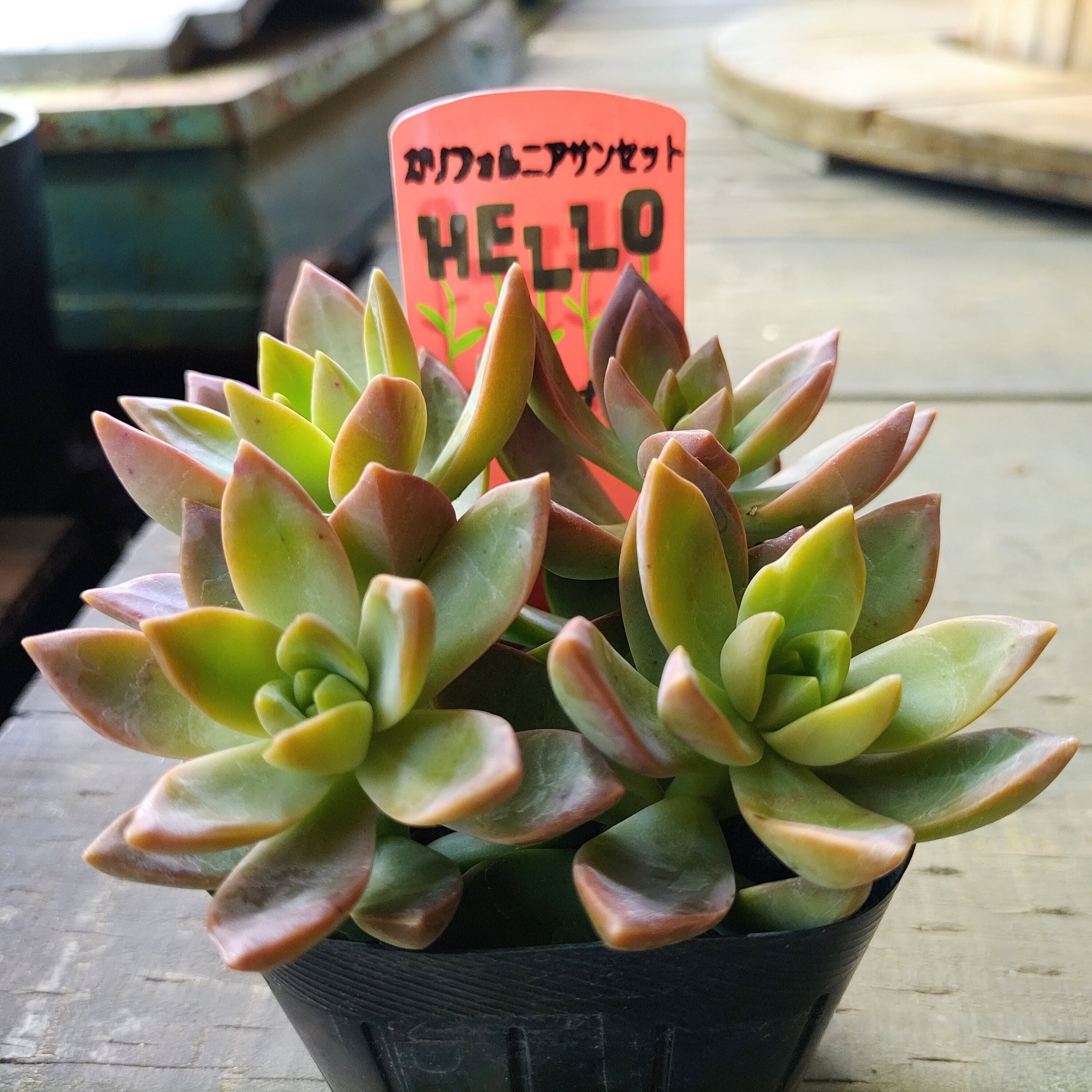 ⭕大型サイズ⭕アガベ⭕ドゥランゲンシス⭕ アガベ・ドゥランゲンシス イナガーデン｜空間を彩る観葉植物や