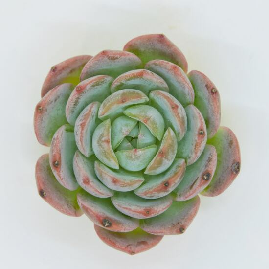 園芸ネット本店｜プセウドリトス：クビフォルミス 2.5号鉢植え の通販