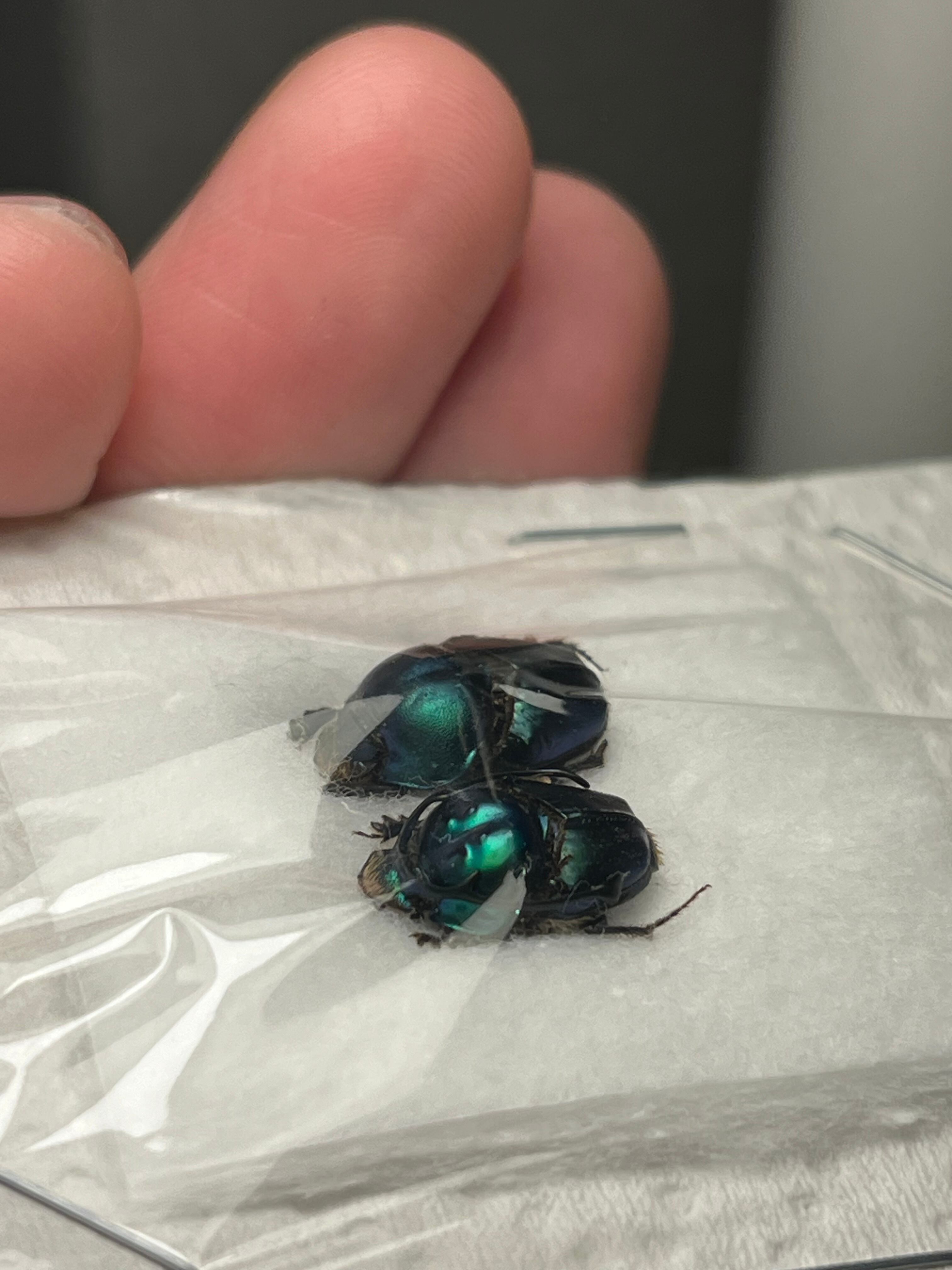 ペア11mm】青緑シカツノエンマコガネ フンチュウ糞虫昆虫標本甲虫
