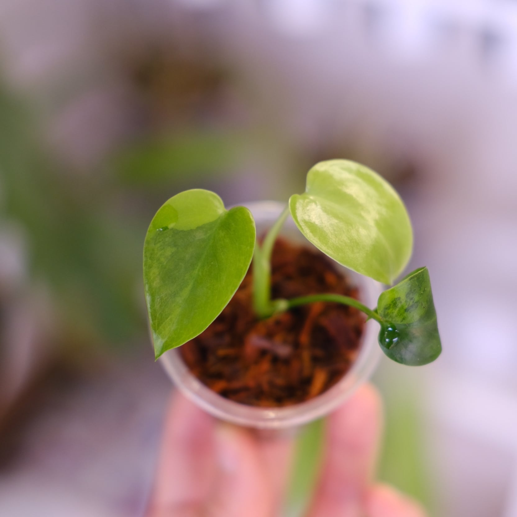 Monstera green on green｜モンステラ グリーンオン グリーン｜観葉