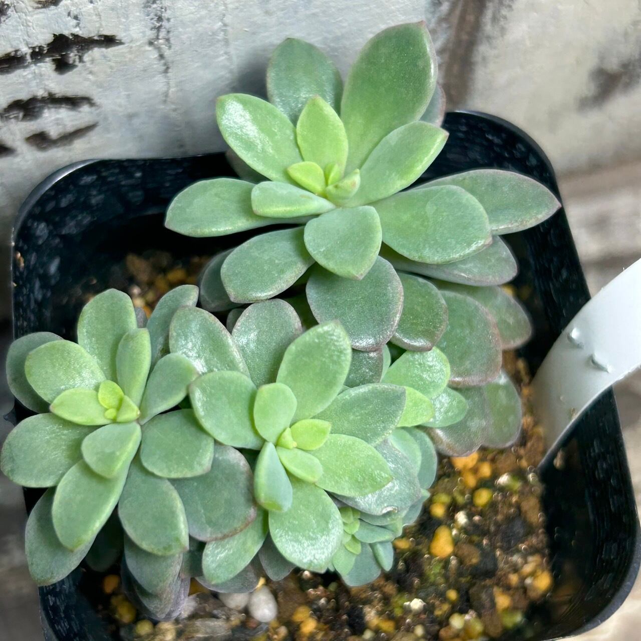 RuPo 多肉植物専門店