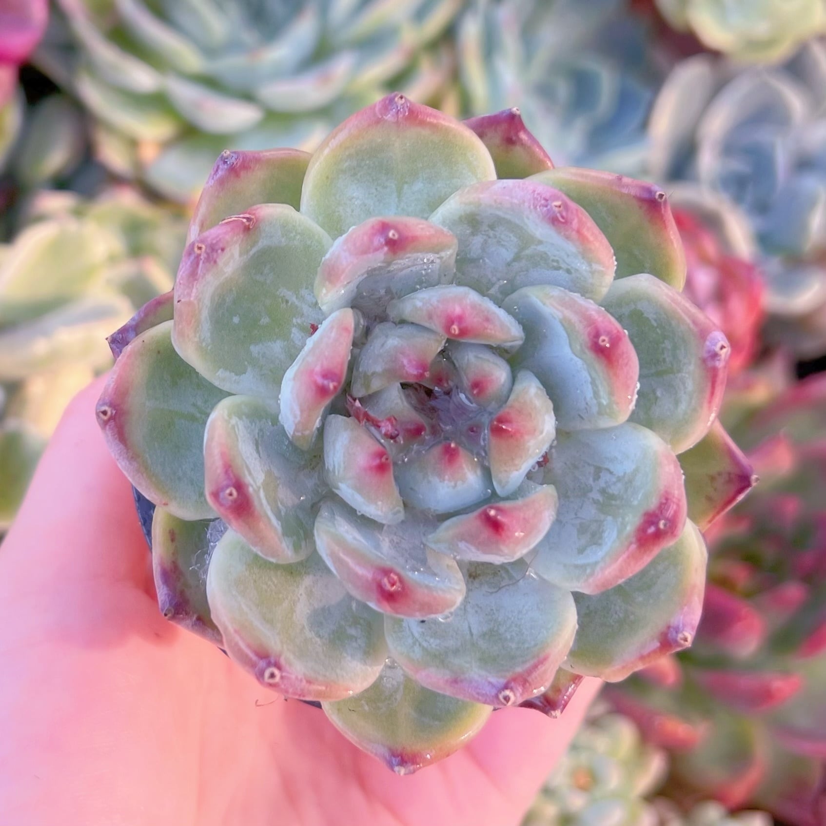 現品 ダイヤモンドコロラータ#F226 るる農園 | るる農園~多肉植物専門